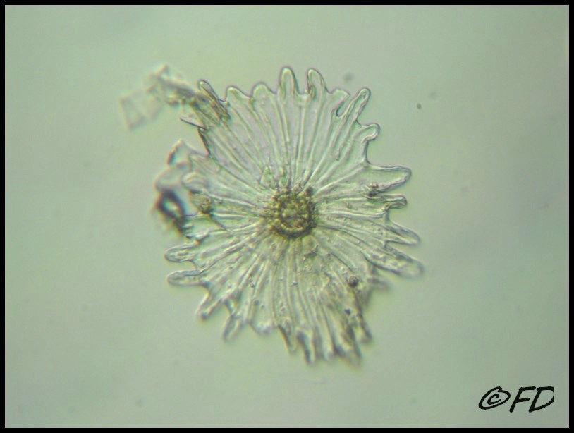 Tricomi di Olea europaea